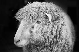 Black And White Sheep Picture Black And White Sheep Photo Smiling Sheep Art Farm Decor Rustic Wall Print Close Up Nature Pho Sheep Art Pet Portraits Photography Wild Animals Photography