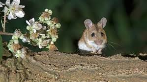 The deer mouse (peromyscus maniculatus) is the primary reservoir for sin nombre virus, . Hantavirus Hanta Erkrankungen In Bayern So Schutzen Sie Sich Bayern 1 Radio Br De