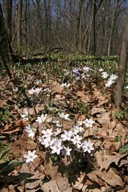 Maybe you would like to learn more about one of these? Hepatica Wisconsin Horticulture