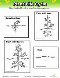 Plant life cycle stages worksheet. Challenge Your First Grader To Put These Plant Life Cycle Stages In The Correct Order With This Fun B Plant Life Cycle Plant Life Cycle Worksheet Plant Lessons