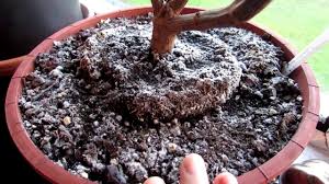 Soil is the basis for all terrestrial life apart from fungi. White Mold On Top Of Soil On Houseplants And Is It Harmful Youtube