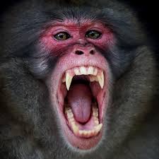 Image result for Macaria fusca