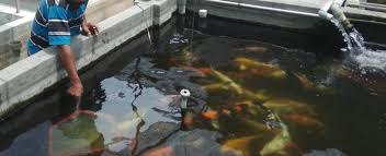 Sistem filter kolam koi terbagi kedalam berbagai jenis. Jual Ikan Koi Blitar Super Murah Harga Langsung Peternak Ikankoiblitar Com