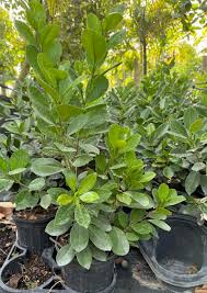 Image result for Grewia microcarpa