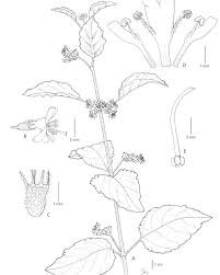 Image result for Mesosphaerum pectinatum