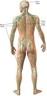 Each part of the system has a specific job. The Peripheral Nervous System Nerves On The Edge