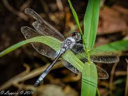 Image result for Xyris natalensis