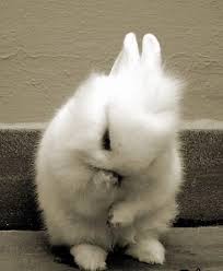 93 On Twitter Cute Hamsters Cute Animals Cute Funny Animals