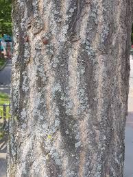 Ginkgotoxin found in ginkgo biloba seeds o ch3. Gelber Ginko