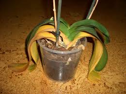 Leaves turning yellow on your orchid may not always be a sign of something troubling. Help My Orchid Is Losing Its Leaves Laidback Gardener