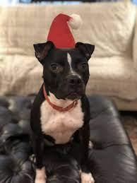 Check spelling or type a new query. Dog For Adoption Cici A Pit Bull Terrier Boston Terrier Mix In Blacklick Oh Petfinder