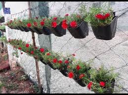 They are known as the purslanes. How To Grow Moss Rose Hanging Plant Portulaca Grandiflora Plants Hanging Plants Hanging Plants Indoor