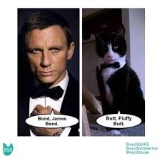 Saturday night meme cinnamon roll recipe homemade funnel cake bites carrot cake recipe. Sweet Dreams With Fresh Caturday Memes 20 Cat Memes I Can Has Cheezburger