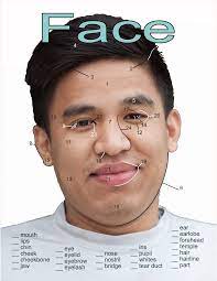 Download 128 human face parts free vectors. Vocabulary Parts Of The Face English With You English Vocabulary