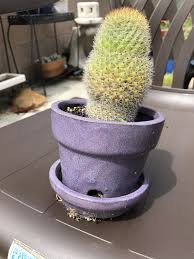 The clay trays often used for bonsai. What Kind Of Soil Should I Use For My Cactus Quora