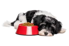 the 51 best dog foods for allergies in