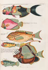 koller auktionen zurich schweiz fisch illustration fisch zeichnung fisch kunst