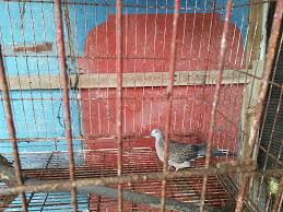 We did not find results for: File Seekor Burung Tekukur Jpg Wikimedia Commons