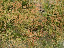 Image result for Prismatocarpus