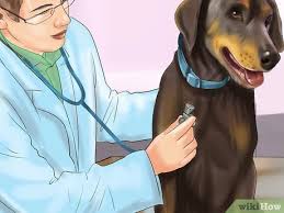 The ability to have healthy new cells grow, aids in the production of oxygen, prevents blood clotting, remove dead cells, fights off. How To Diagnose Bone Diseases In Growing Dogs 15 Steps