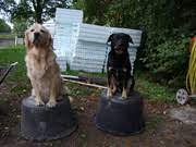 Dog Lovers Gold Hondenforum