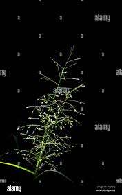 Image result for Sporobolus tenuissimus