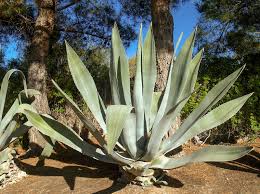 Image result for Agavaceae