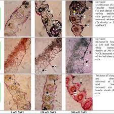 Image result for Sporobolus ioclados