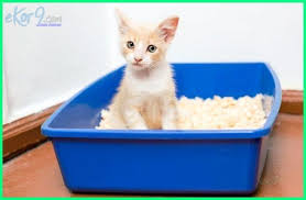 We did not find results for: 6 Cara Melatih Kucing Buang Air Besar Di Pasir Litter Box Ekor9 Com Ekor9 Com