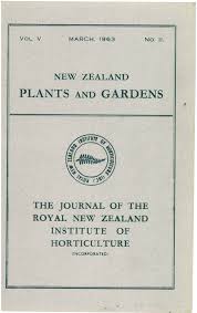 Image result for Erythrocephalum scabrifolium