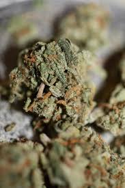 Image result for Cannabaceae