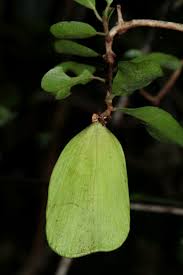 Image result for Hippocratea crenata