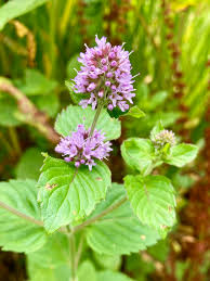Image result for Mentha aquatica