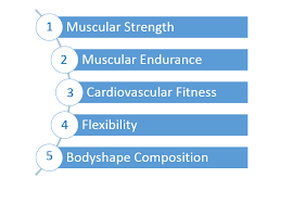 The 5 components of fitness, 1.muscular strength, 2.muscular endurance, 3.flexibility, 4.body composition, 5.cardiovascular fitness. Health Related Fitness Assessing In Personal Trainer Certification