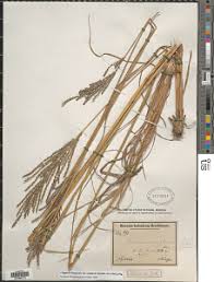 Image result for Digitaria diagonalis