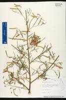 Image result for Aeschynomene nyassana