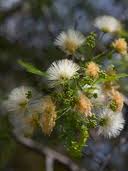 Image result for Albizia brevifolia