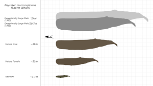 It can grow to a tremendous size. About The Giant Squid Conquering Whale