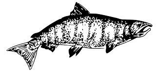 Chinook Salmon Vector Art Image Free Stock Photo Public Domain Photo Cc0 Images 248 transparent png illustrations and cipart matching fish silhouette. chinook salmon vector art image free