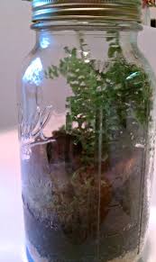 Make Your Own Biosphere Mason Jar Terrarium Mason Jars Terrarium Jar