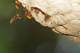 Put the hornet nest in a plastic bag. How To Get Rid Of Hornets Near Your House Hornet Nest Removal