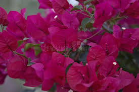 Check spelling or type a new query. 7 135 Arizona Flowers Photos Free Royalty Free Stock Photos From Dreamstime