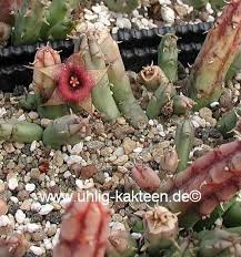 Image result for Huernia procumbens