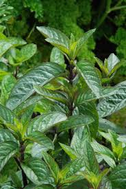 Home spanish to english hierbabuena. Hierba Buena A Good Herb Indeed The Biking Gardener