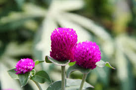 The flowers are available in different sizes. 30 Summer Flowering Plants