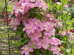 Buy the selected items together. Reichbluhende Clematis Comtesse De Bouchaud Windende Rebe Auf Dem Zaun Im Garten Sonniges Tageslicht Lizenzfreie Fotos Bilder Und Stock Fotografie Image 81834278