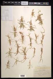 Image result for Cenchrus clandestinus