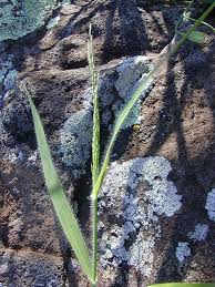 Image result for Panicum pectinellum