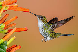 Attracting hummingbirds, bees & butterflies. Feeding Hummingbirds Best Foods To Offer