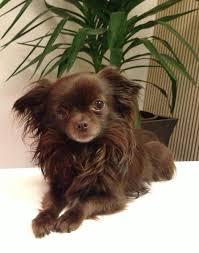 Wunderschoner Schoko Mini Chihuahua Kein Koln Chihuahua Deckrude Deine Tierwelt De Com Imagens Caes Fofos Animais Fofos Animais